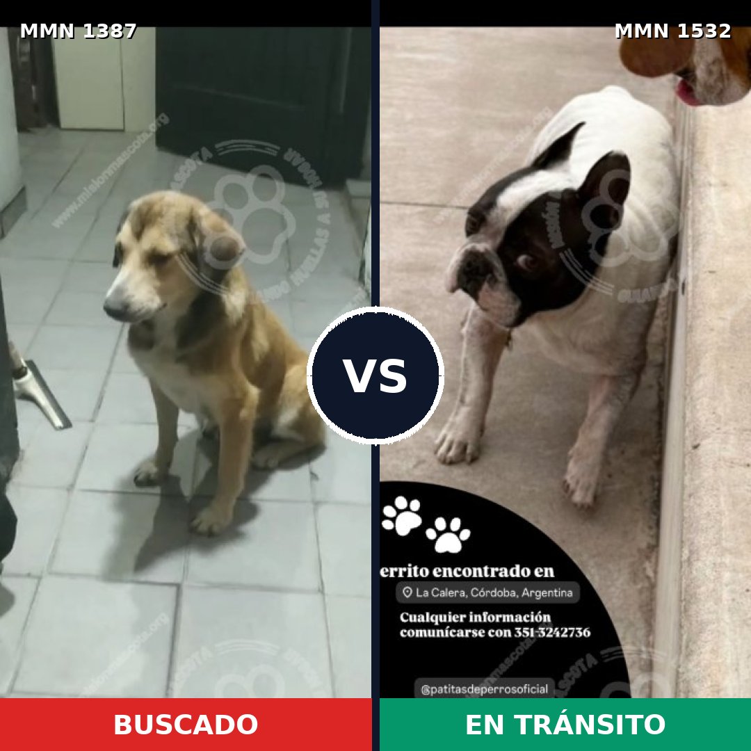 Comparativa MMS 30793: mascota perdida y mascota encontrada, 53% de similitud