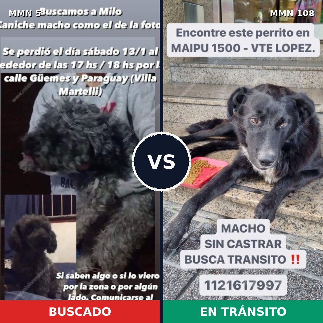 Comparativa MMS 308: mascota perdida y mascota encontrada, 39% de similitud