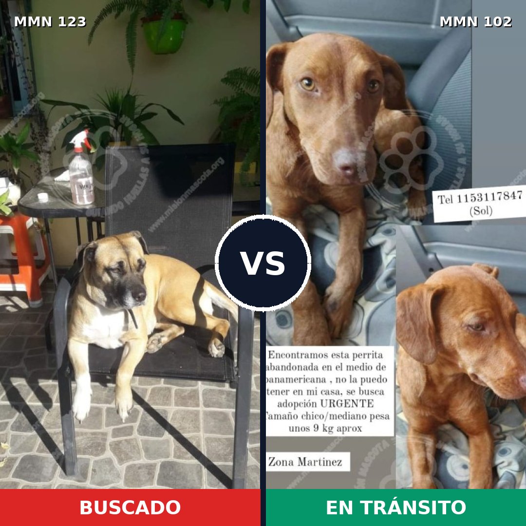 Comparativa MMS 3080: mascota perdida y mascota encontrada, 11% de similitud