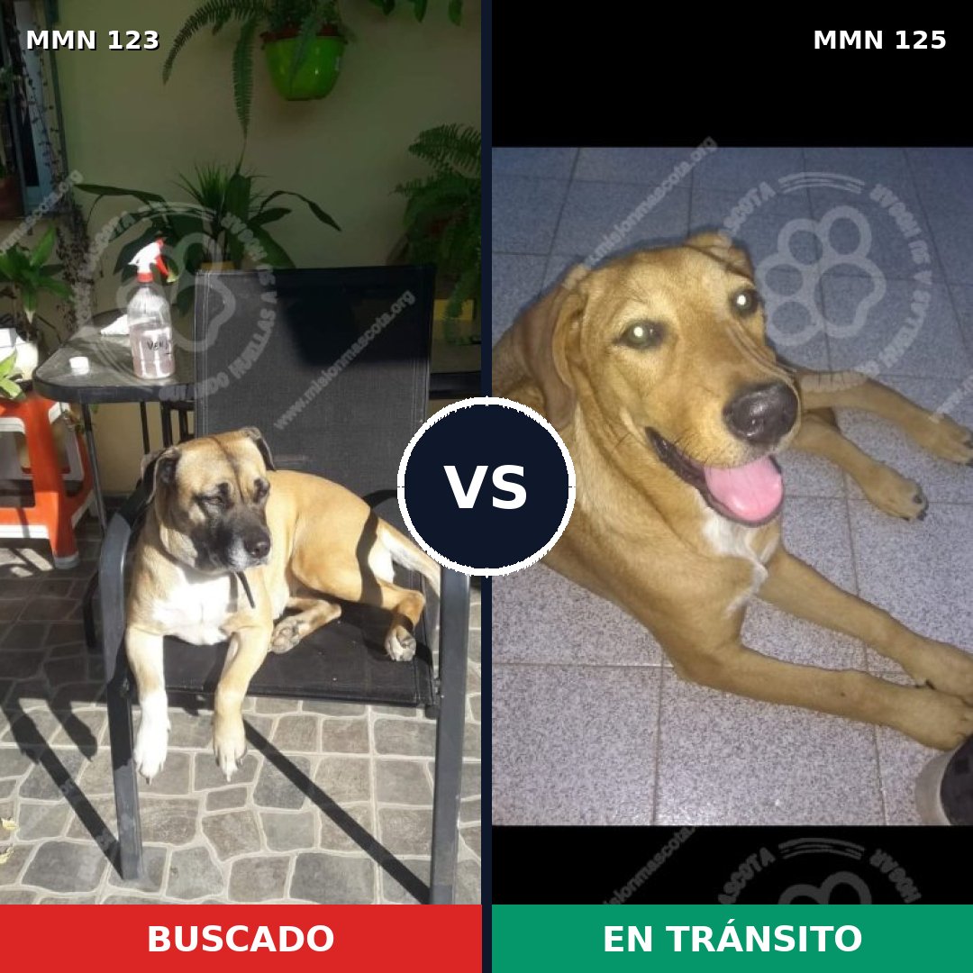 Comparativa MMS 3081: mascota perdida y mascota encontrada, 32% de similitud
