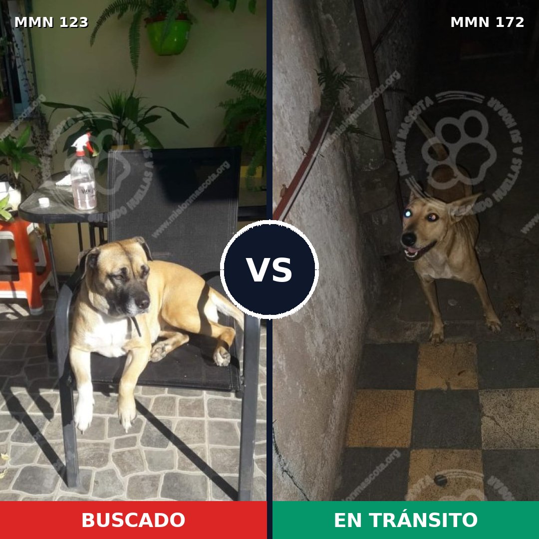 Comparativa MMS 3083: mascota perdida y mascota encontrada, 11% de similitud