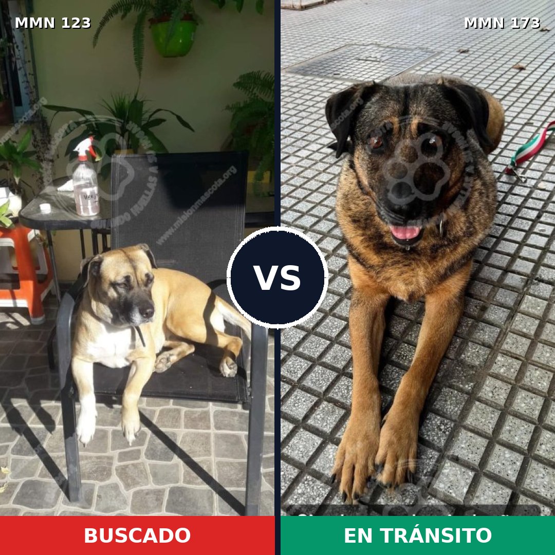 Comparativa MMS 3084: mascota perdida y mascota encontrada, 45% de similitud