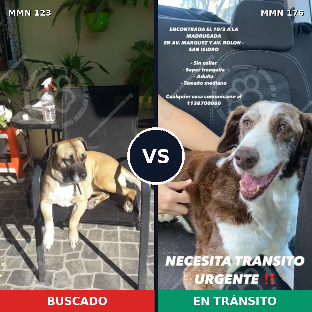 Comparativa MMS 3085: mascota perdida y mascota encontrada, 17% de similitud