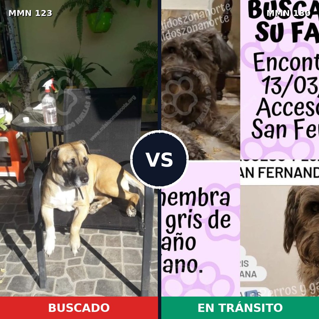 Comparativa MMS 3086: mascota perdida y mascota encontrada, 4% de similitud