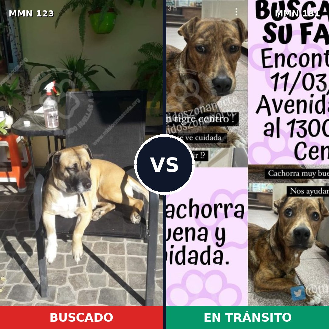 Comparativa MMS 3087: mascota perdida y mascota encontrada, 9% de similitud