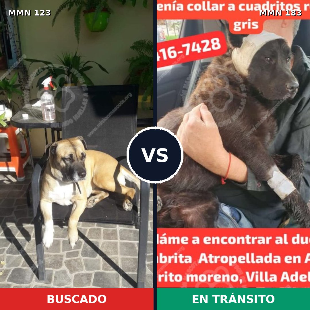 Comparativa MMS 3088: mascota perdida y mascota encontrada, 45% de similitud