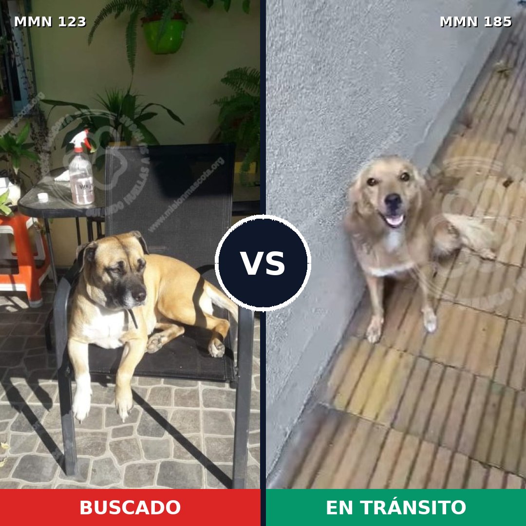 Comparativa MMS 3089: mascota perdida y mascota encontrada, 21% de similitud