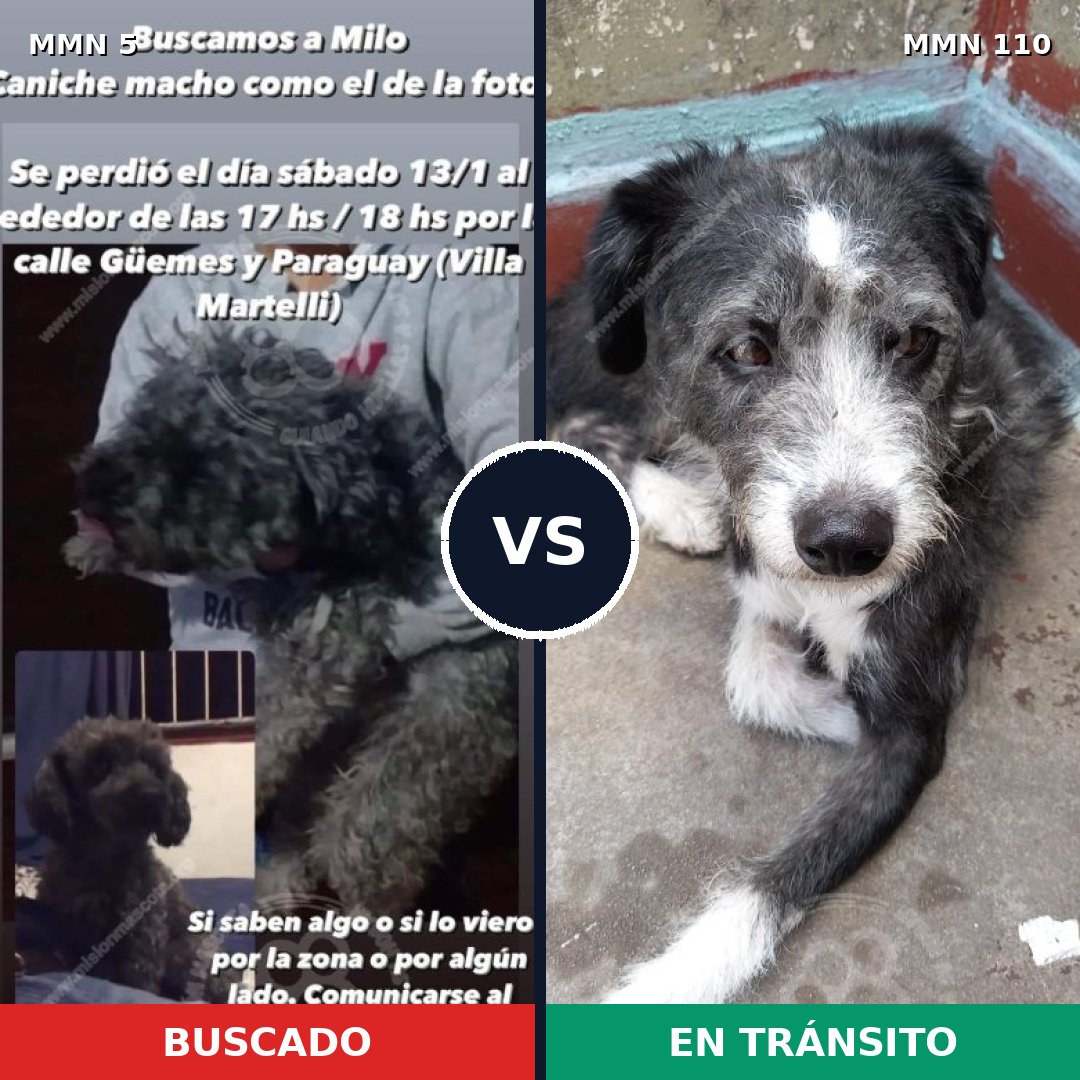 Comparativa MMS 309: mascota perdida y mascota encontrada, 40% de similitud