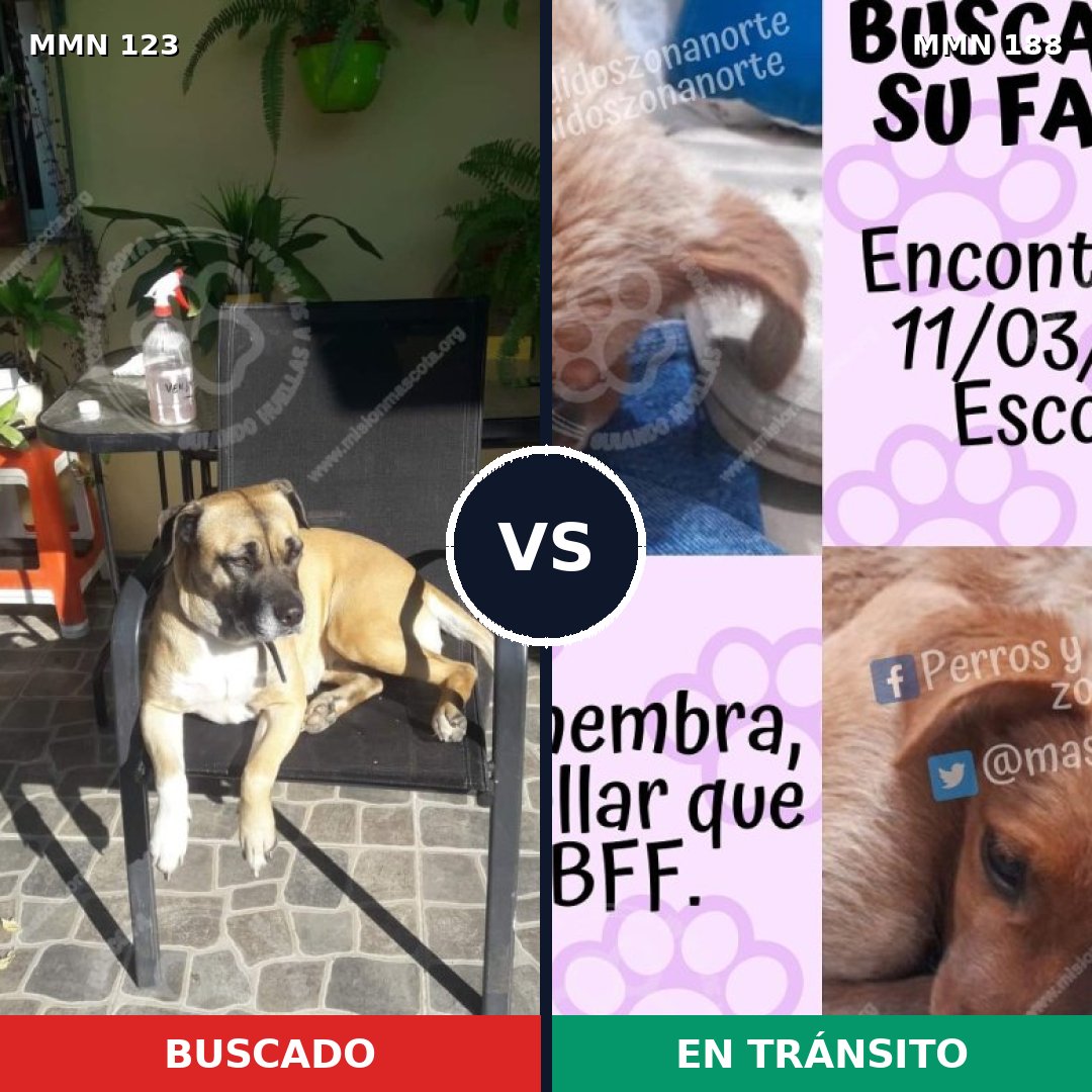 Comparativa MMS 3090: mascota perdida y mascota encontrada, 11% de similitud