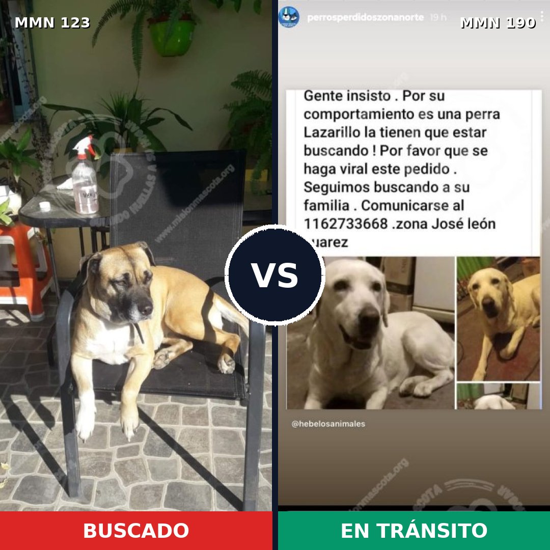 Comparativa MMS 3091: mascota perdida y mascota encontrada, 53% de similitud