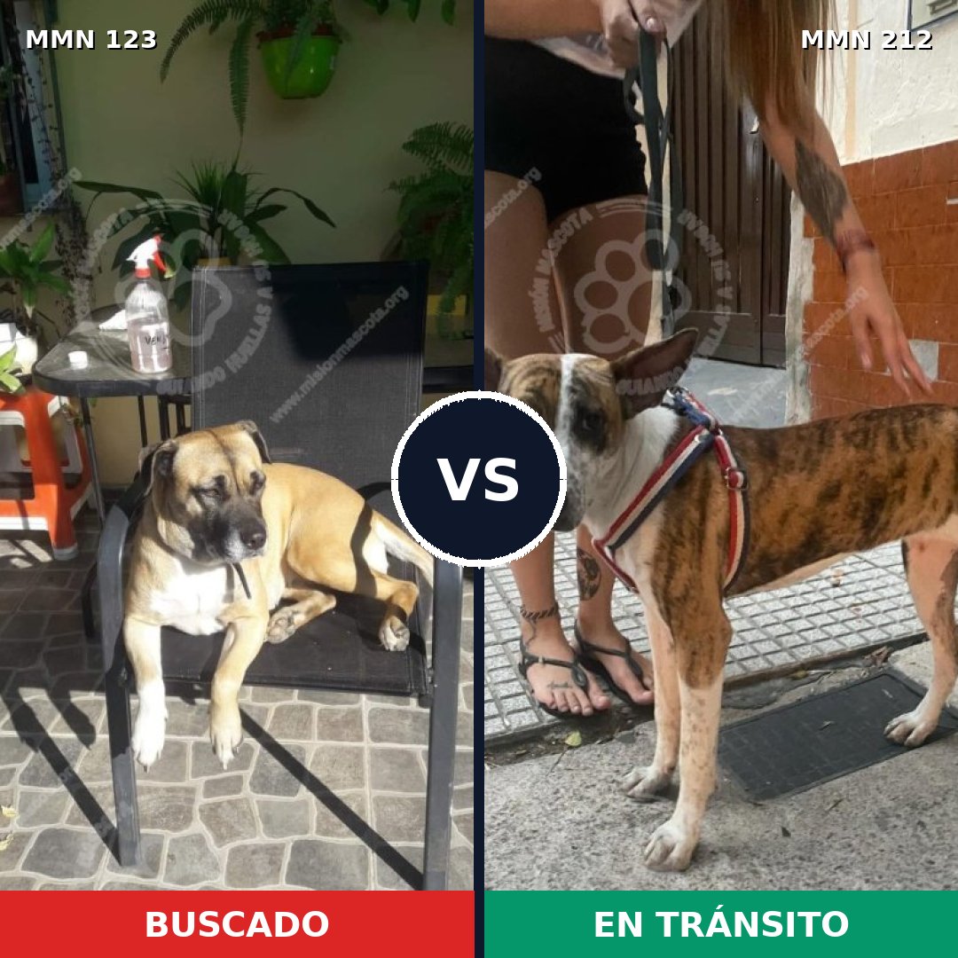 Comparativa MMS 3092: mascota perdida y mascota encontrada, 10% de similitud