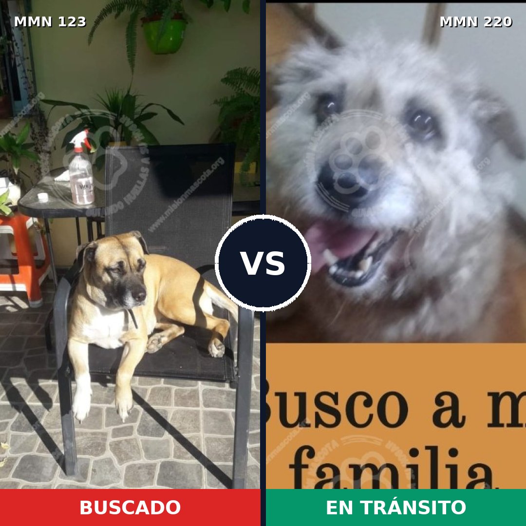 Comparativa MMS 3094: mascota perdida y mascota encontrada, 8% de similitud