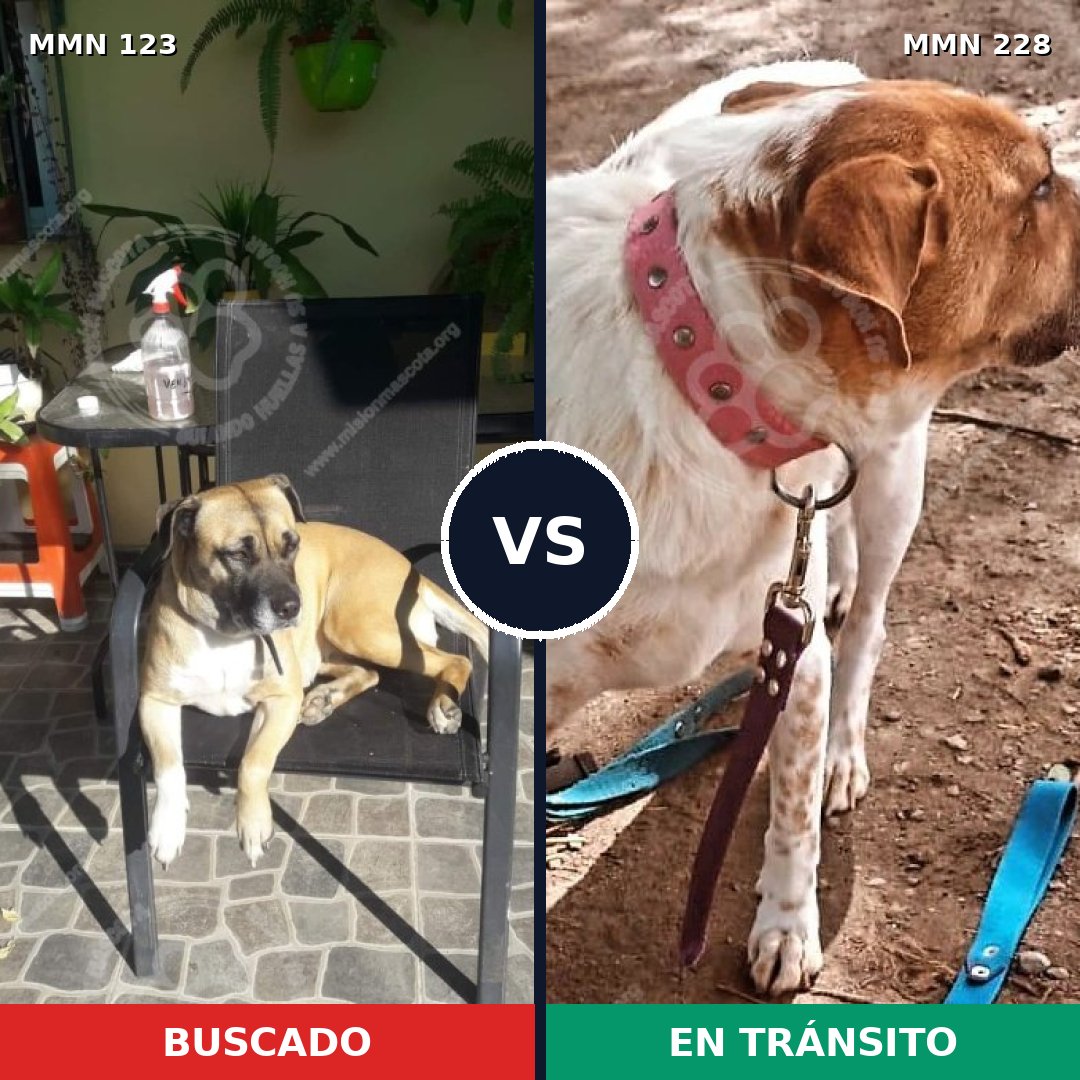 Comparativa MMS 3095: mascota perdida y mascota encontrada, 57% de similitud
