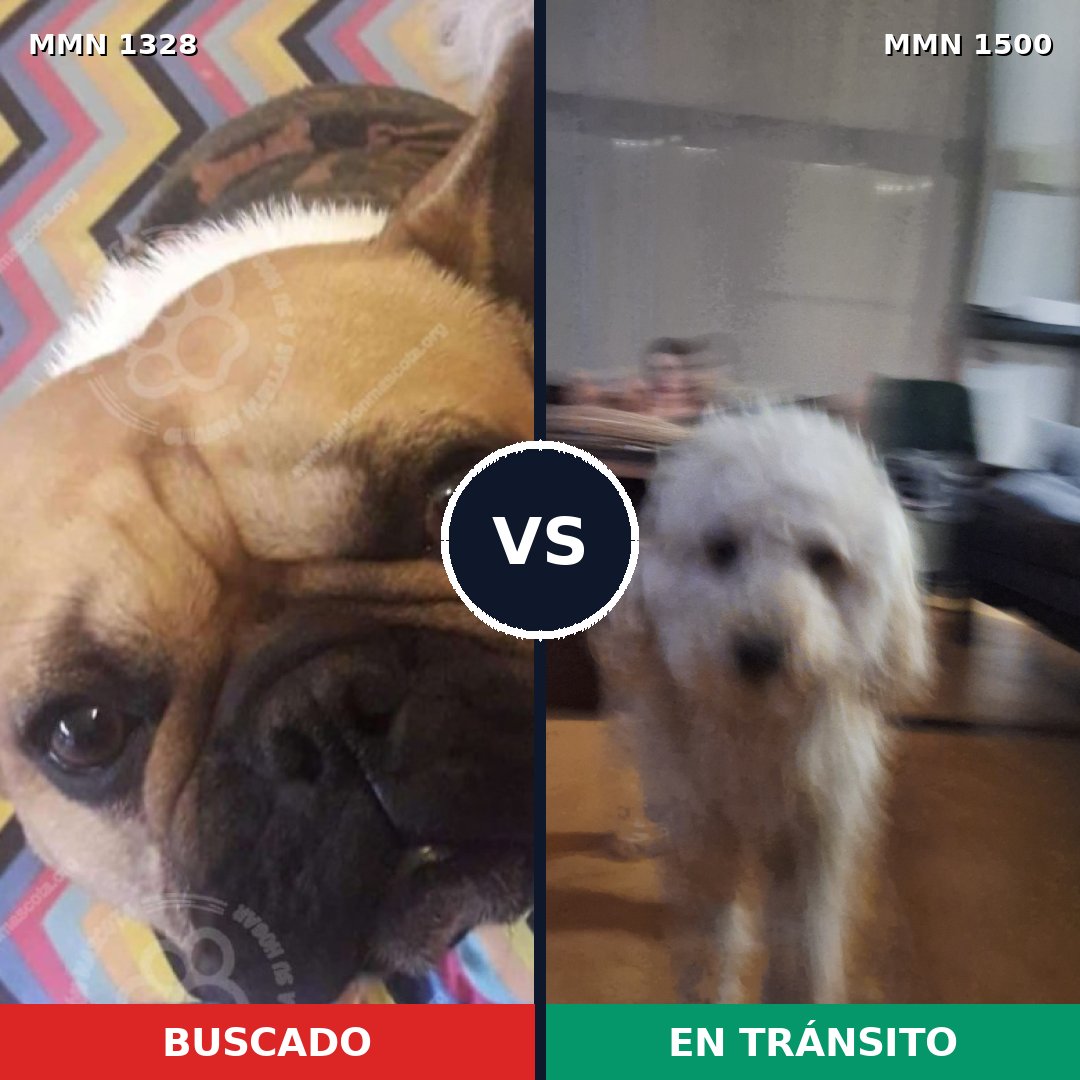 Comparativa MMS 30965: mascota perdida y mascota encontrada, 44% de similitud
