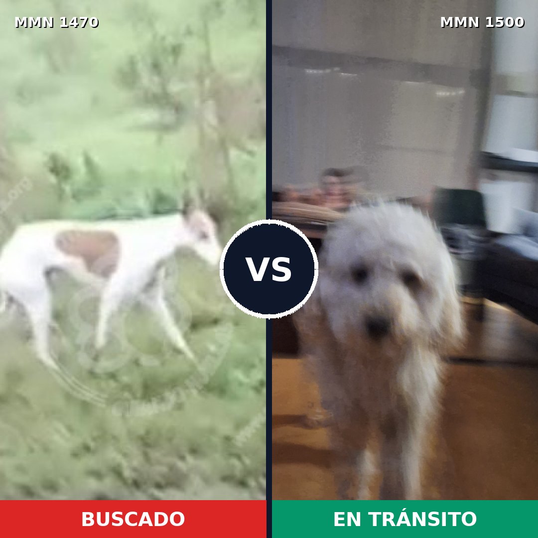 Comparativa MMS 30966: mascota perdida y mascota encontrada, 36% de similitud