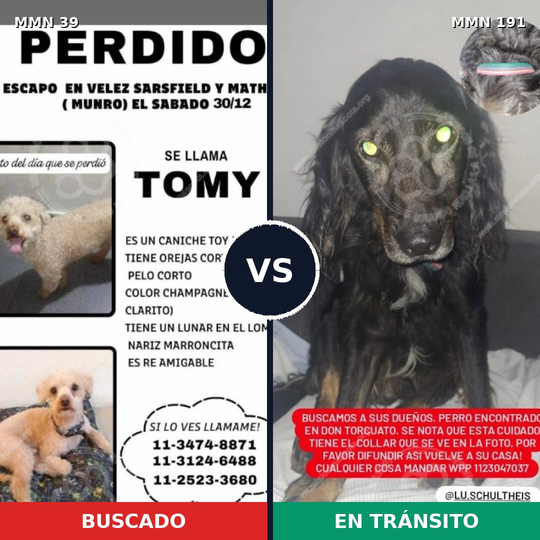 Comparativa MMS 31: mascota perdida y mascota encontrada, 25% de similitud