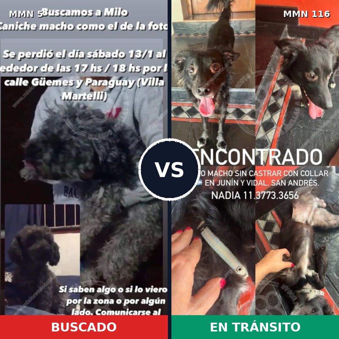 Comparativa MMS 310: mascota perdida y mascota encontrada, 40% de similitud