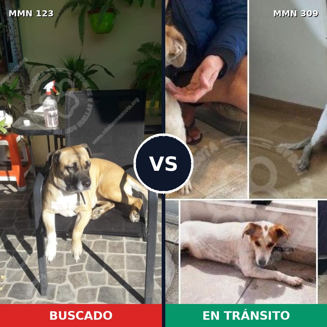 Comparativa MMS 3101: mascota perdida y mascota encontrada, 16% de similitud