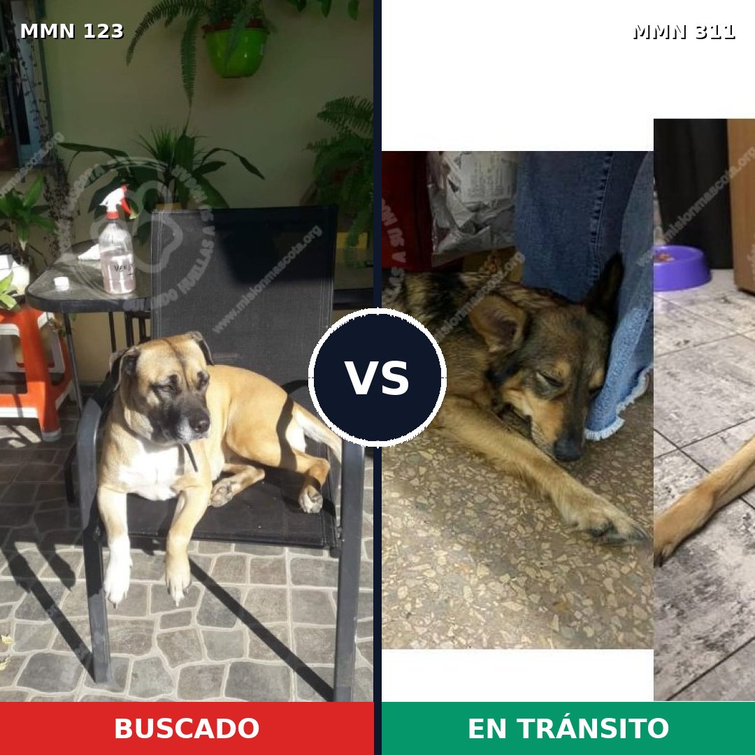 Comparativa MMS 3102: mascota perdida y mascota encontrada, 4% de similitud