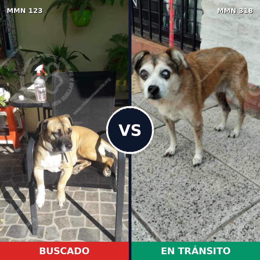 Comparativa MMS 3103: mascota perdida y mascota encontrada, 27% de similitud