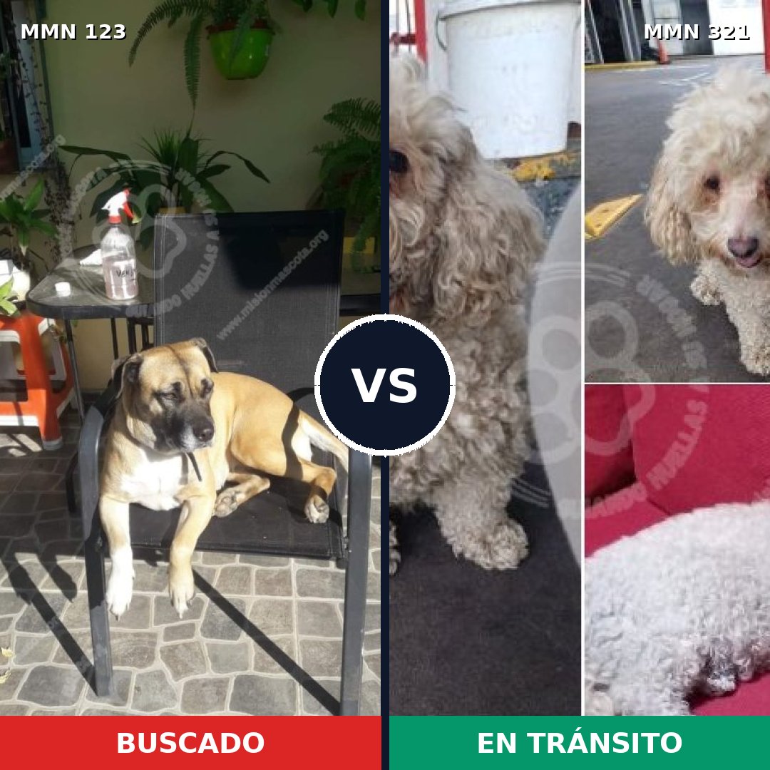 Comparativa MMS 3104: mascota perdida y mascota encontrada, 22% de similitud