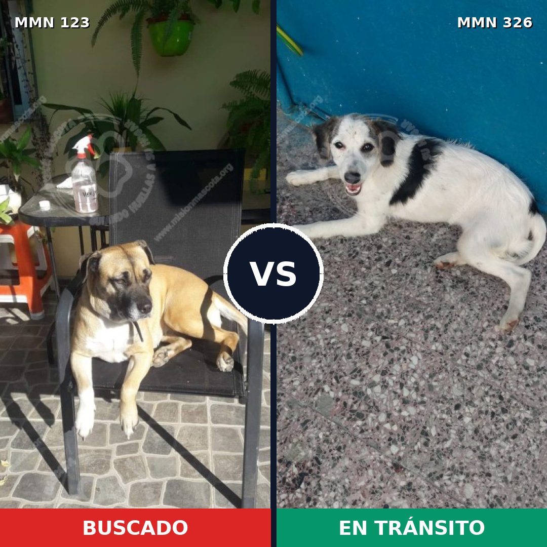 Comparativa MMS 3105: mascota perdida y mascota encontrada, 16% de similitud