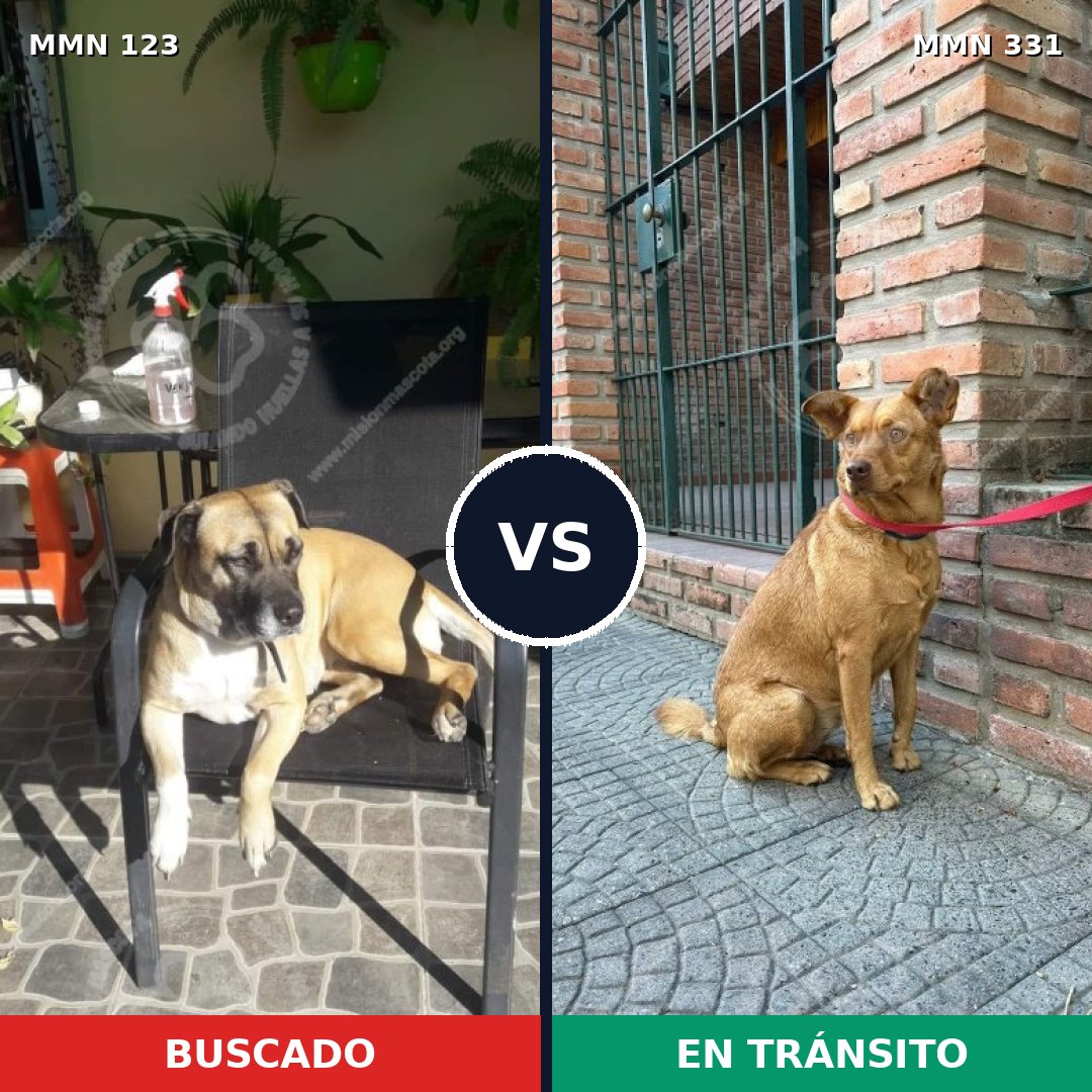 Comparativa MMS 3106: mascota perdida y mascota encontrada, 23% de similitud