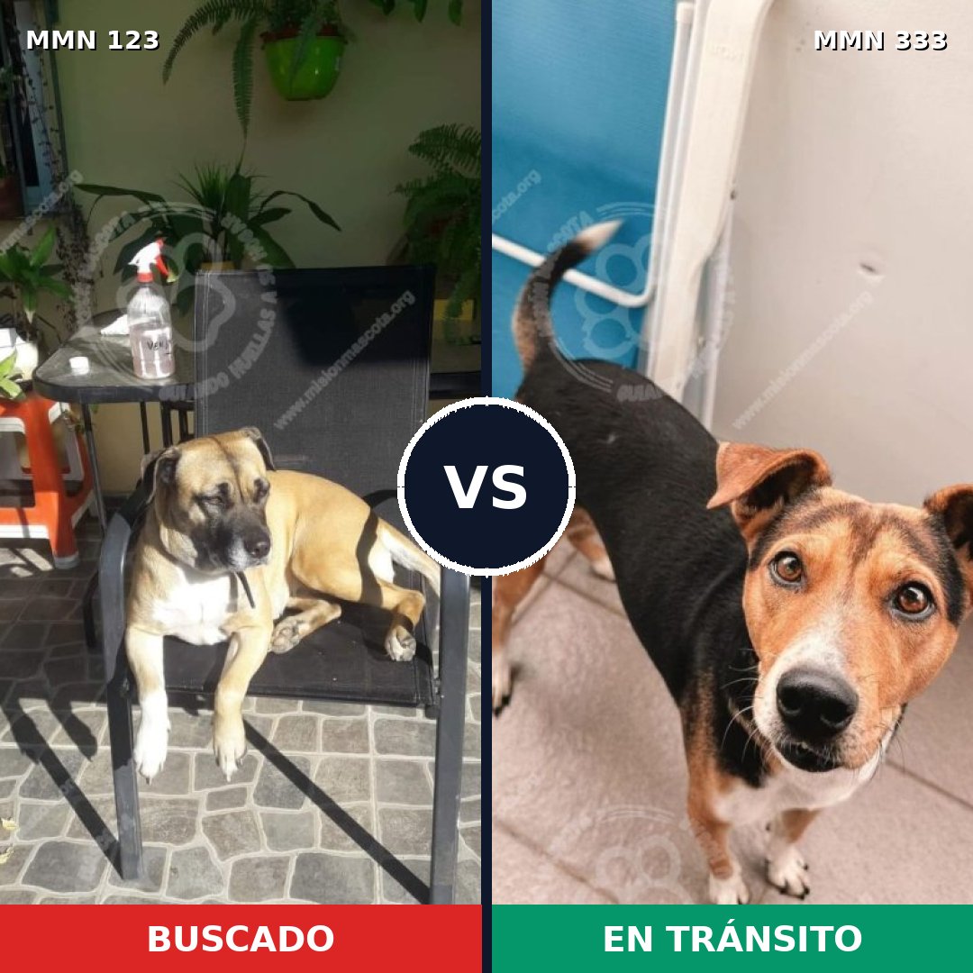 Comparativa MMS 3107: mascota perdida y mascota encontrada, 23% de similitud