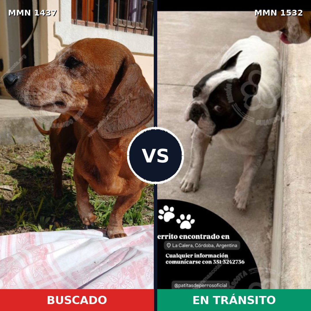 Comparativa MMS 31076: mascota perdida y mascota encontrada, 46% de similitud