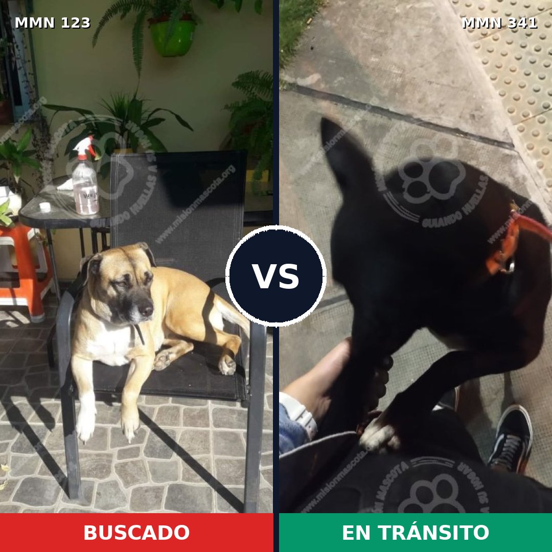 Comparativa MMS 3108: mascota perdida y mascota encontrada, 8% de similitud