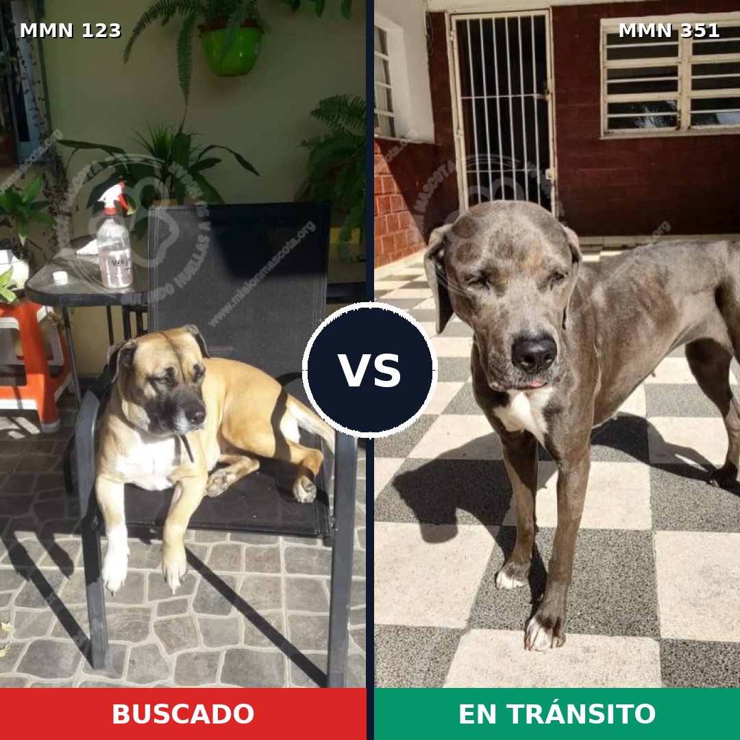 Comparativa MMS 3109: mascota perdida y mascota encontrada, 62% de similitud