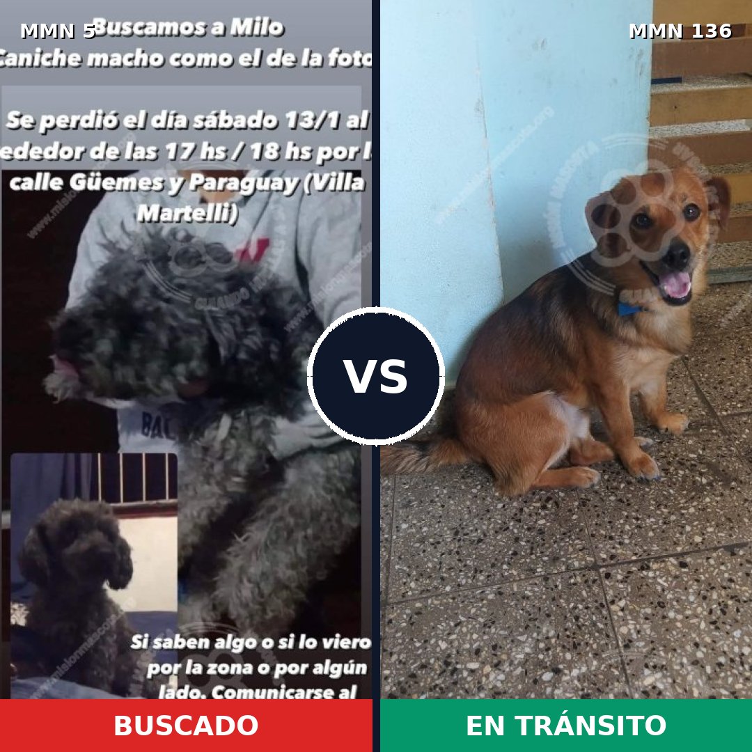 Comparativa MMS 311: mascota perdida y mascota encontrada, 28% de similitud