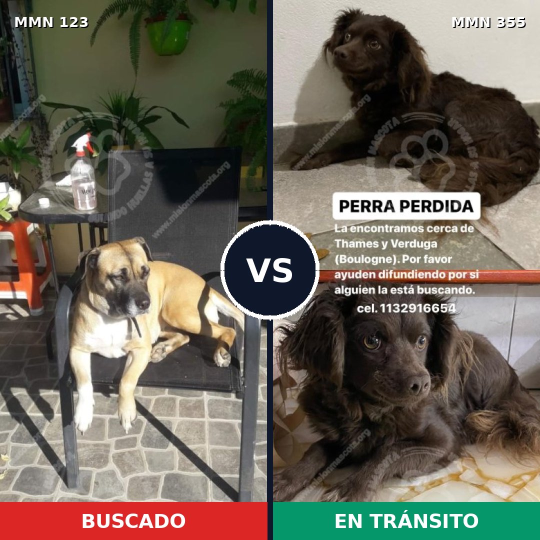 Comparativa MMS 3110: mascota perdida y mascota encontrada, 8% de similitud