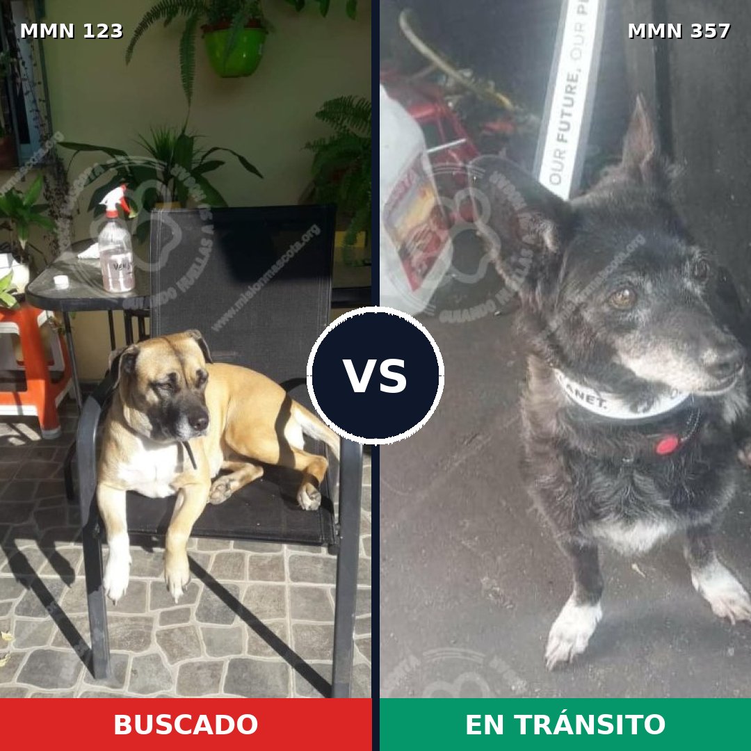 Comparativa MMS 3111: mascota perdida y mascota encontrada, 16% de similitud