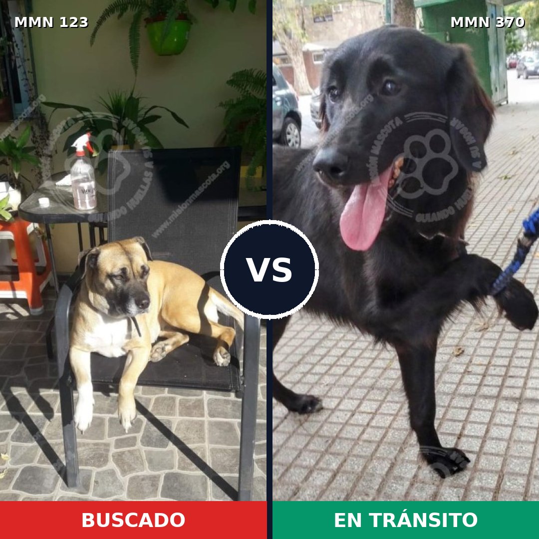 Comparativa MMS 3112: mascota perdida y mascota encontrada, 4% de similitud