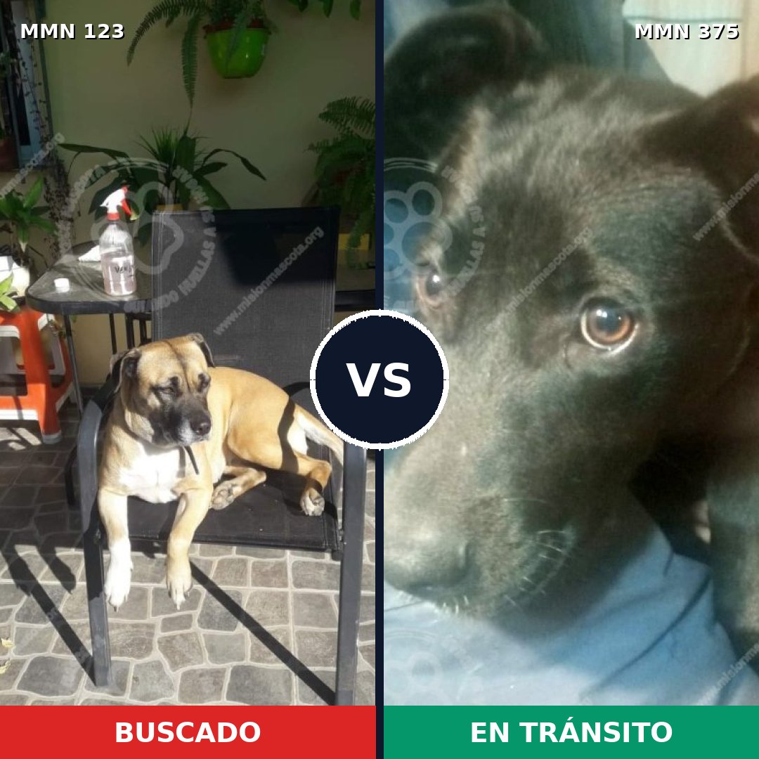 Comparativa MMS 3114: mascota perdida y mascota encontrada, 6% de similitud