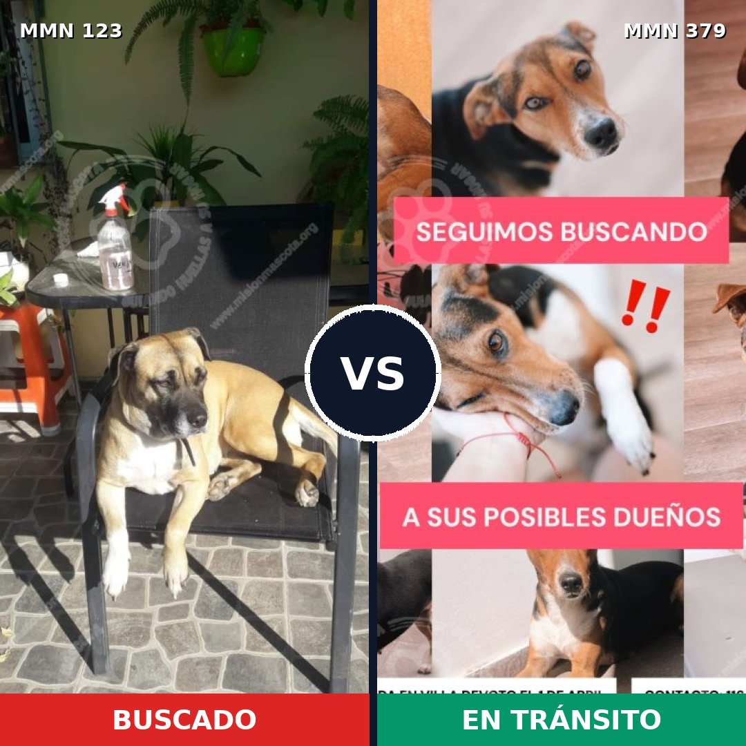 Comparativa MMS 3115: mascota perdida y mascota encontrada, 6% de similitud