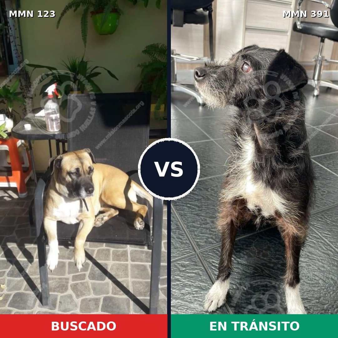 Comparativa MMS 3116: mascota perdida y mascota encontrada, 17% de similitud