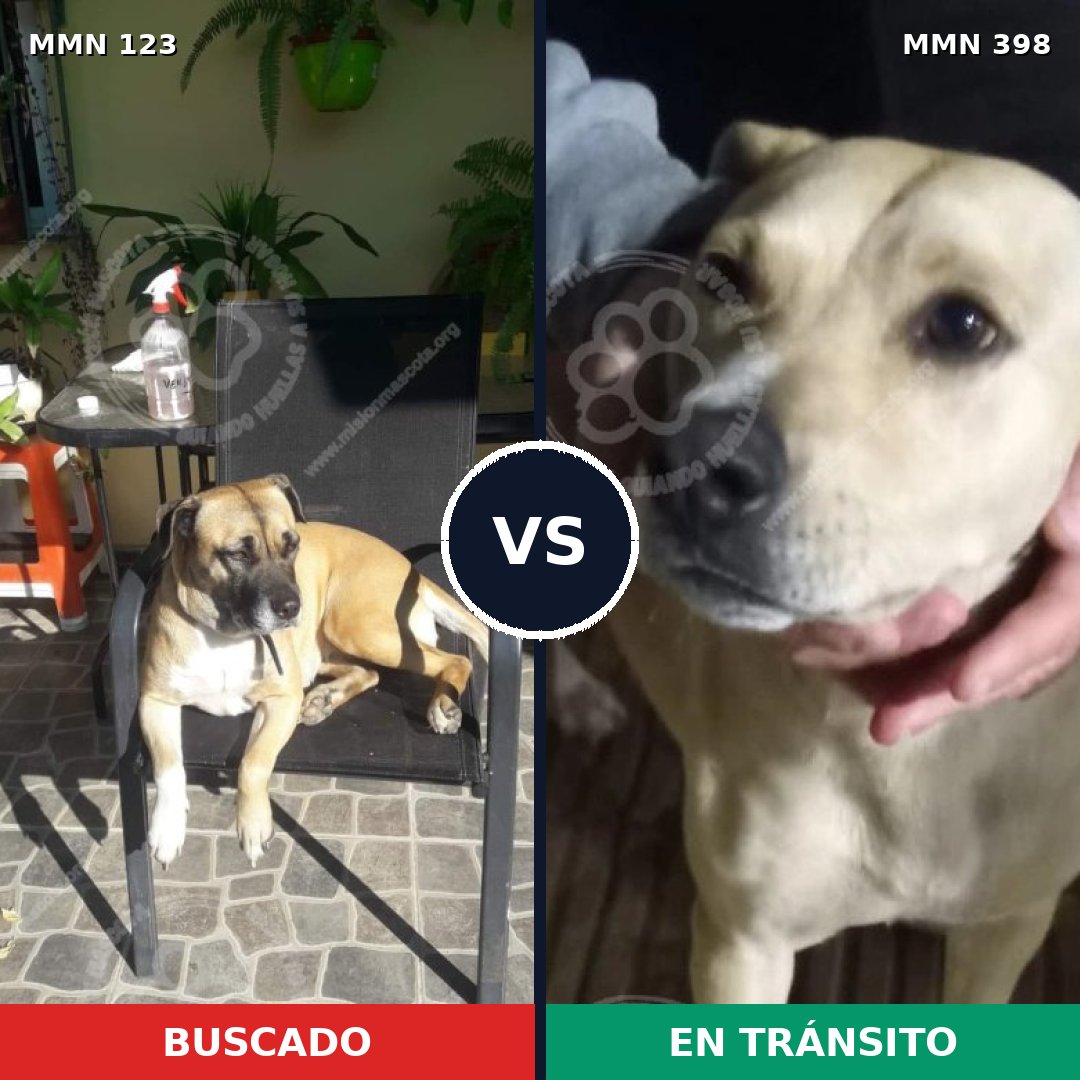 Comparativa MMS 3117: mascota perdida y mascota encontrada, 14% de similitud