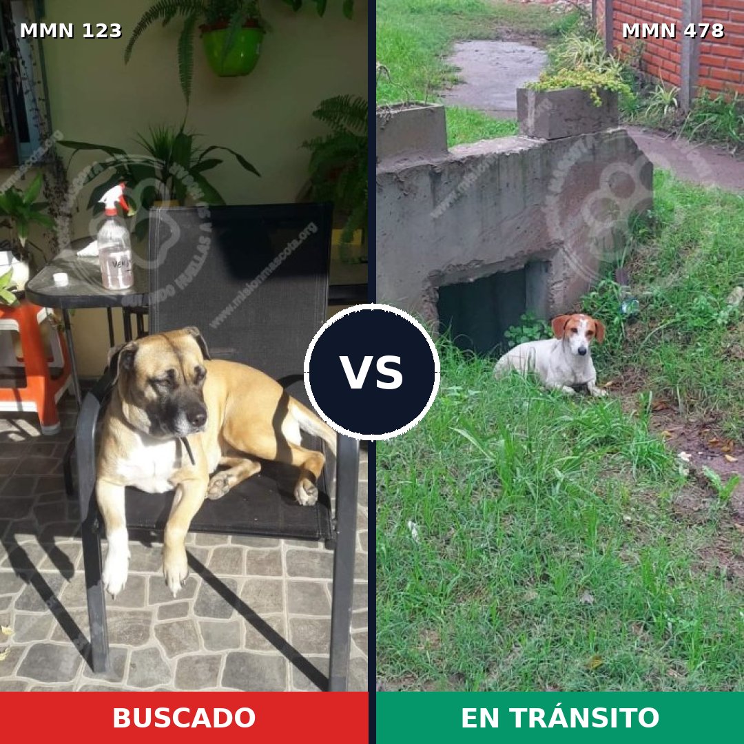 Comparativa MMS 3118: mascota perdida y mascota encontrada, 23% de similitud