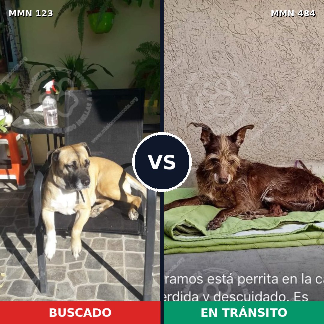 Comparativa MMS 3119: mascota perdida y mascota encontrada, 15% de similitud