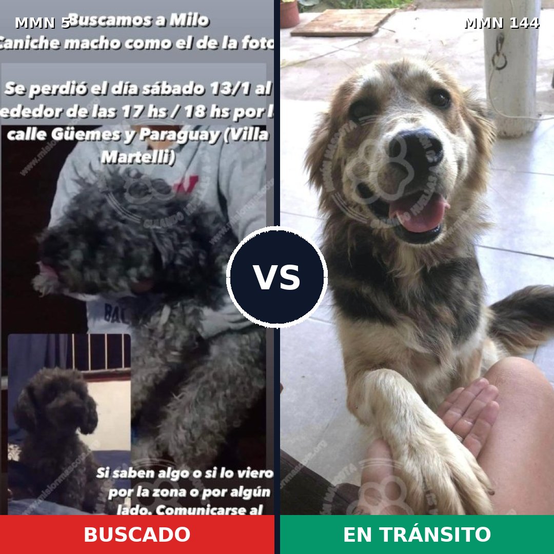 Comparativa MMS 312: mascota perdida y mascota encontrada, 34% de similitud