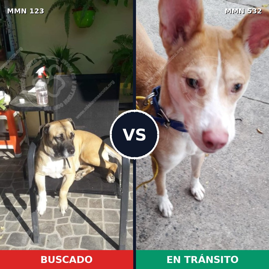 Comparativa MMS 3122: mascota perdida y mascota encontrada, 33% de similitud