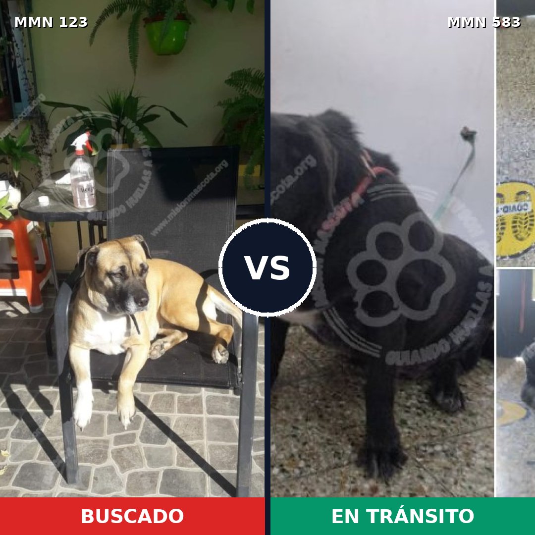 Comparativa MMS 3123: mascota perdida y mascota encontrada, 15% de similitud