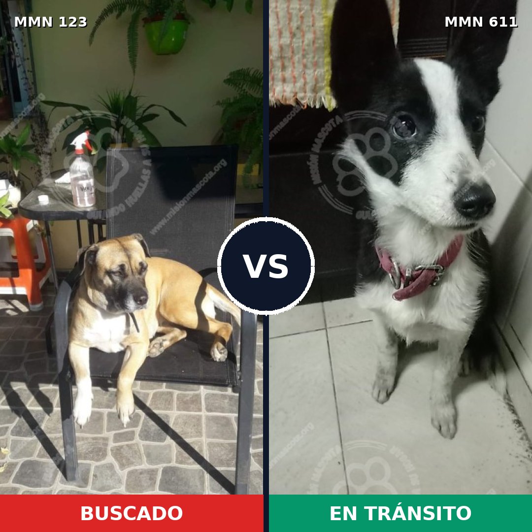 Comparativa MMS 3125: mascota perdida y mascota encontrada, 16% de similitud