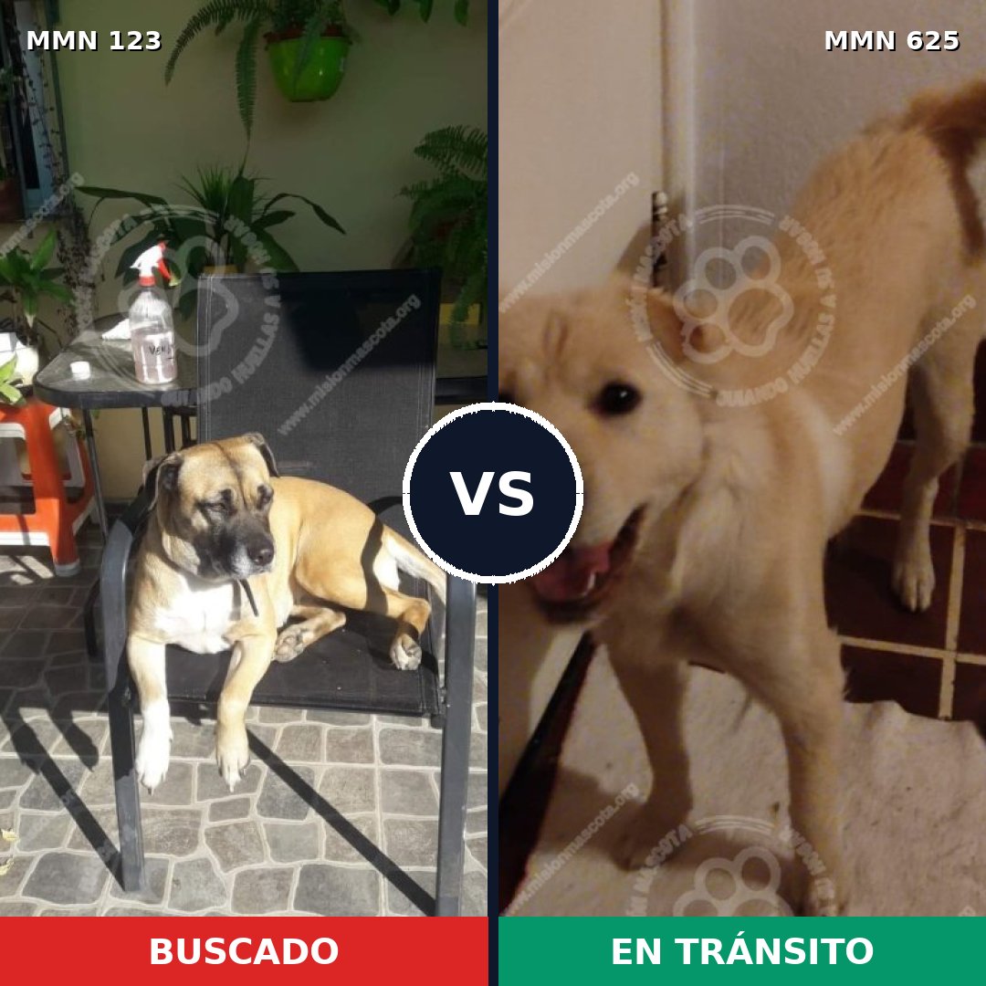 Comparativa MMS 3126: mascota perdida y mascota encontrada, 22% de similitud