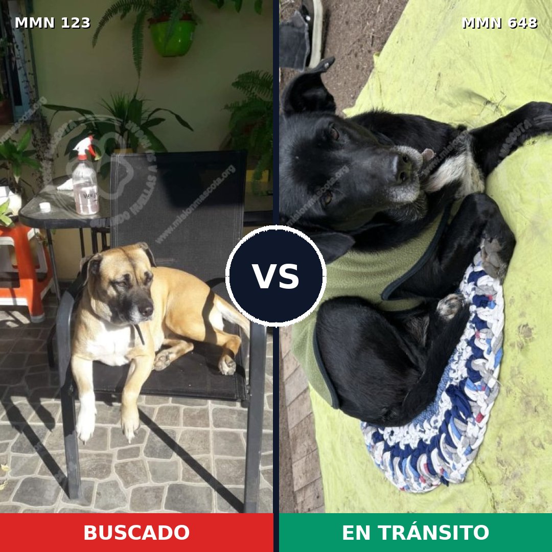 Comparativa MMS 3127: mascota perdida y mascota encontrada, 16% de similitud