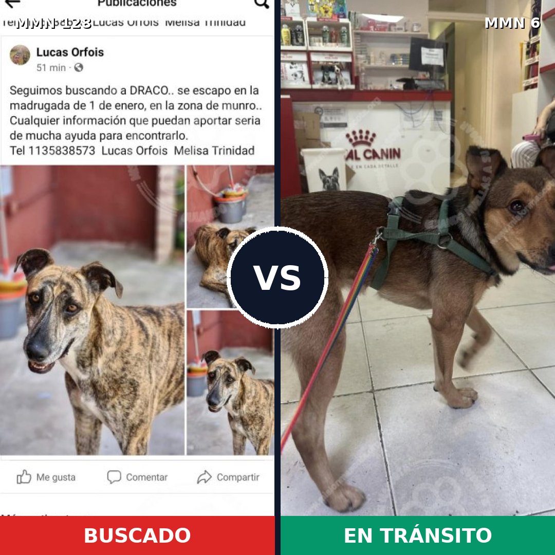 Comparativa MMS 3129: mascota perdida y mascota encontrada, 7% de similitud