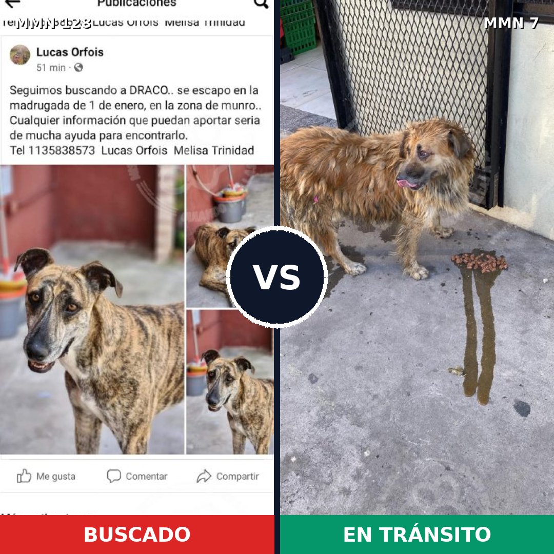 Comparativa MMS 3130: mascota perdida y mascota encontrada, 60% de similitud