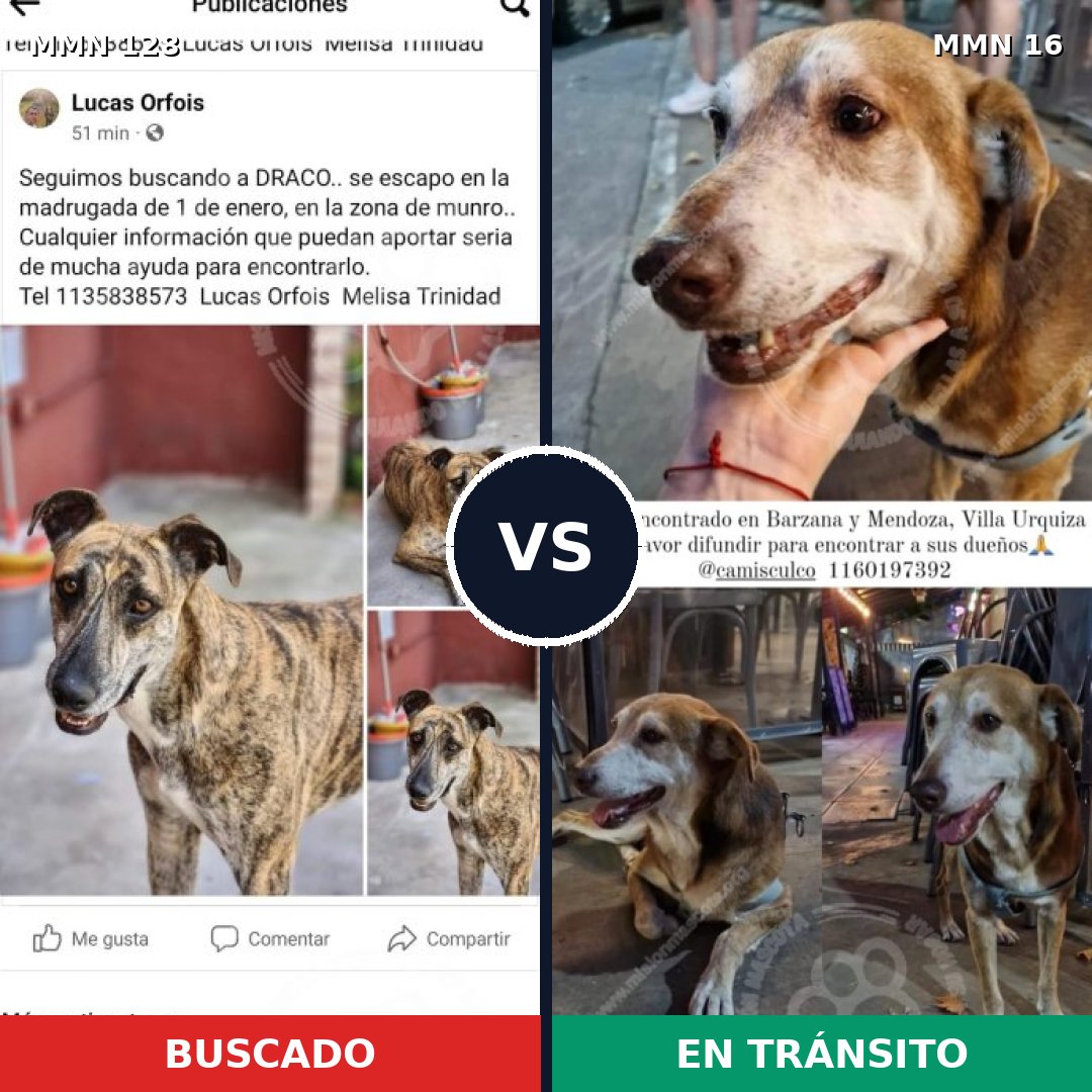 Comparativa MMS 3131: mascota perdida y mascota encontrada, 30% de similitud